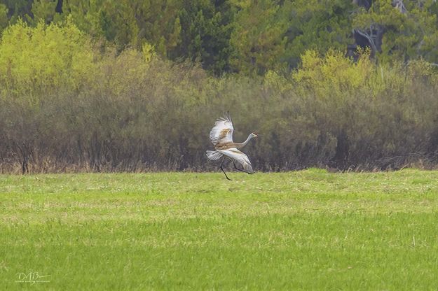 Dancing Sandhill. Photo by Dave Bell.