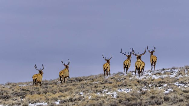 Scadaddle. Photo by Dave Bell.