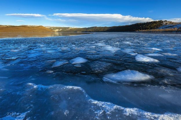 Frozen Debris On Willow. Photo by Dave Bell.