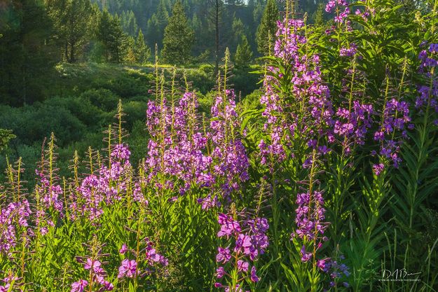 Fireweed. Photo by Dave Bell.