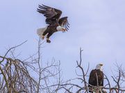 Eagle Over Eagle. Photo by Dave Bell.