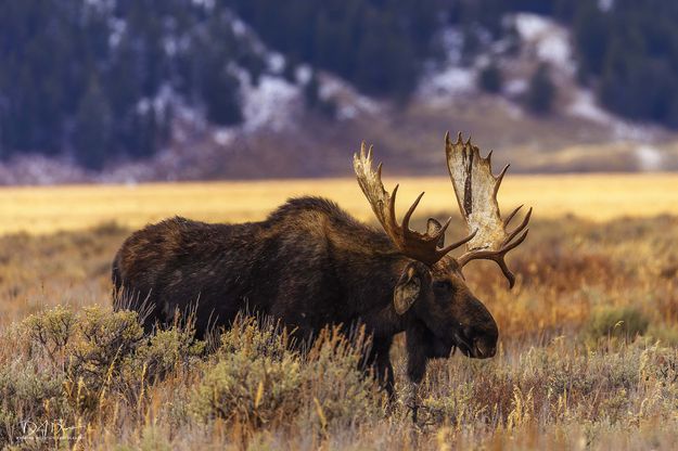 Hoback  . Photo by Dave Bell.