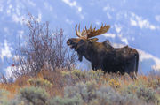 Hoback . Photo by Dave Bell.