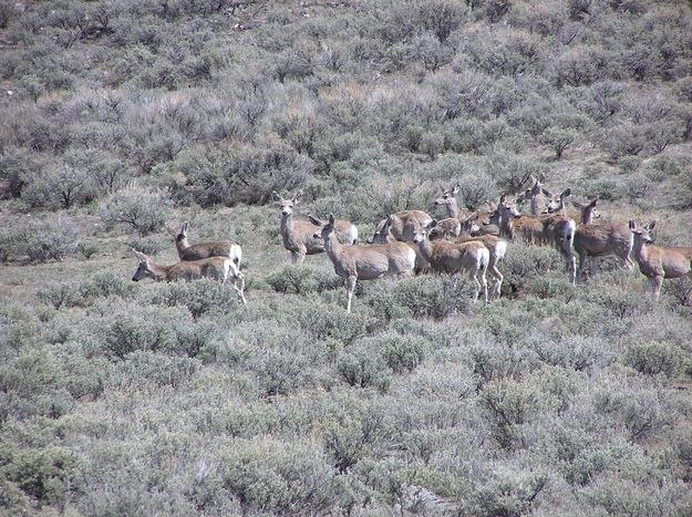 Deer seen on the way. Photo by Pinedale Online.