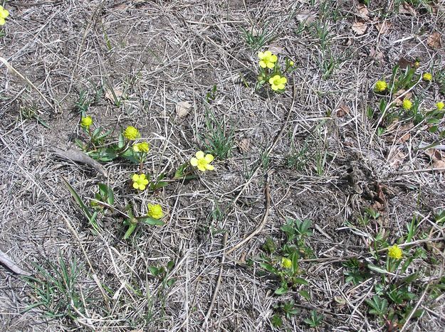 Buttercups. Photo by Pinedale Online.