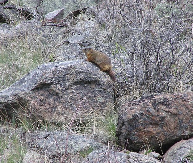 Marmot. Photo by Pinedale Online.