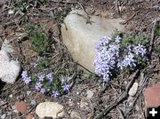 Phlox along the road. Photo by Pinedale Online.