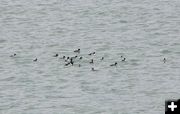 Barrows Goldeneye flock. Photo by Pinedale Online.