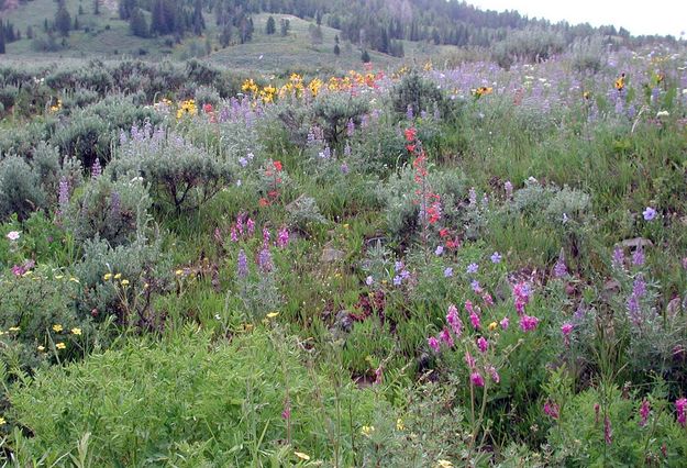 Patch of Colors. Photo by Pinedale Online.