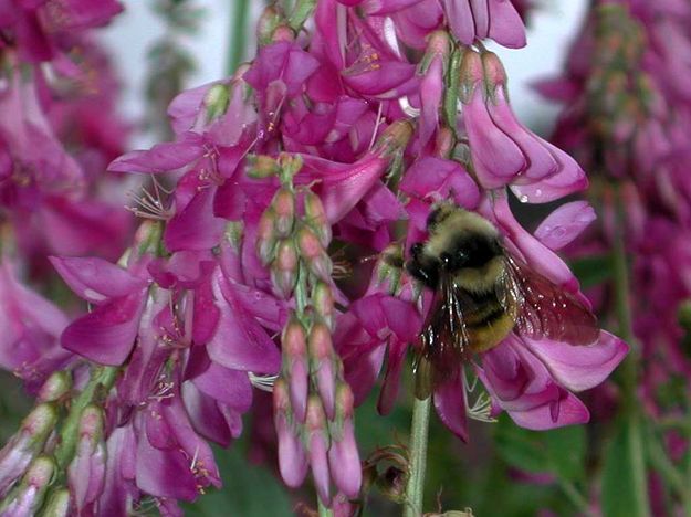 Bumble Bee. Photo by Pinedale Online.