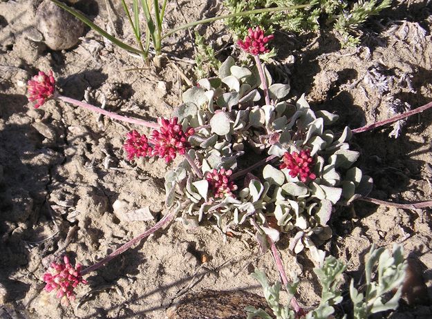 Oval Leaf Desert Buckwheat. Photo by Pinedale Online.