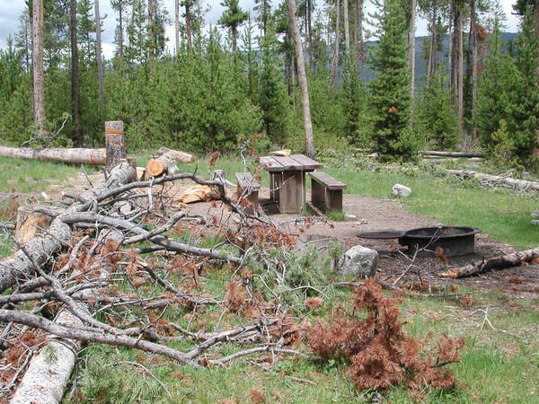 Downed trees. Photo by Pinedale Online.