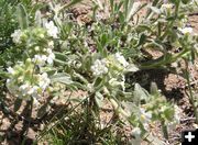 Cryptantha. Photo by Pinedale Online.