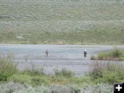 Fishing the Green. Photo by Pinedale Online.