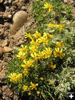 Goldenweed. Photo by Pinedale Online.