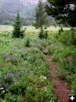 Trail Flowers. Photo by Pinedale Online.