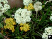 Yarrow. Photo by Pinedale Online.