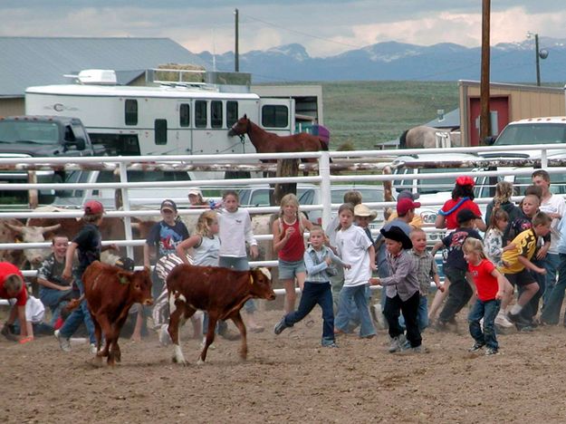 Calf Scramble. Photo by Pinedale Online.