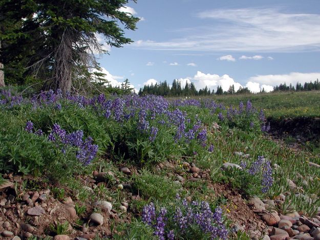 Lupine Field. Photo by Pinedale Online.