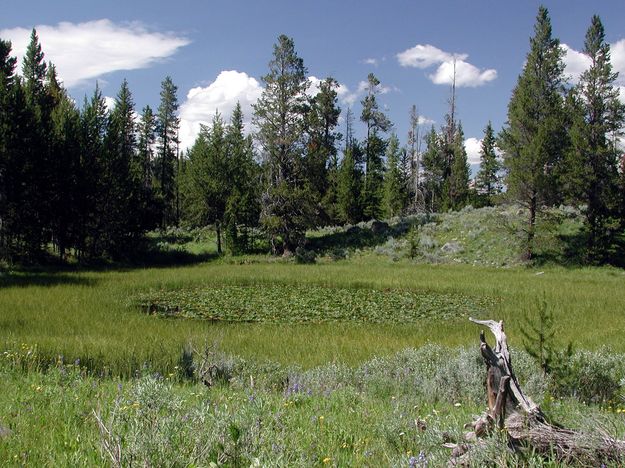 Moose Pond. Photo by Pinedale Online.