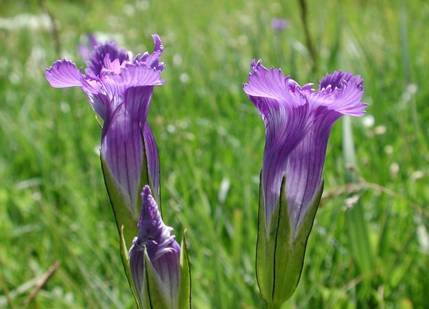 Gentian. Photo by Pinedale Online.