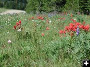 Paintbrush, Lupine & Others. Photo by Pinedale Online.