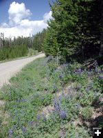 Lupine Along Road. Photo by Pinedale Online.