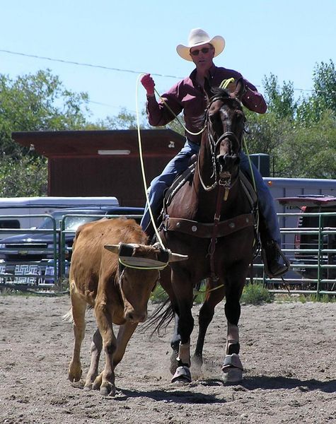 Bringing him in. Photo by Pinedale Online.