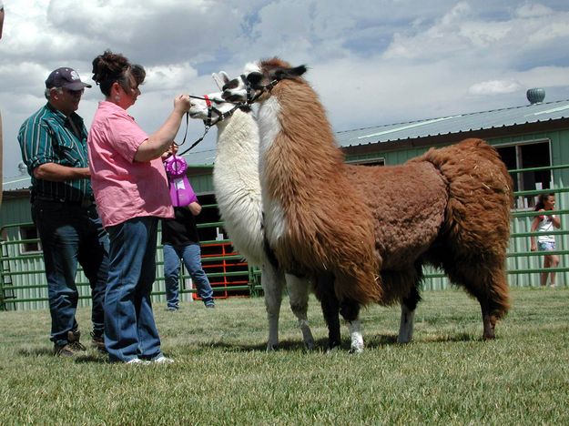 Winning Llamas. Photo by Pinedale Online.