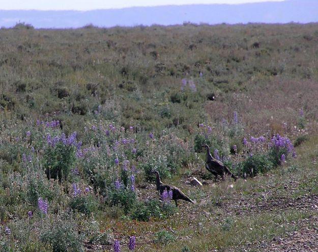 Sage Chickens. Photo by Pinedale Online.