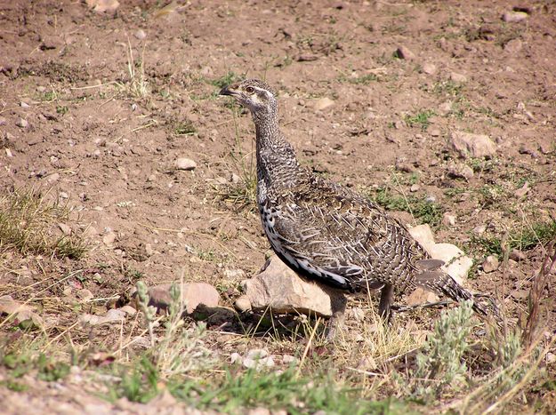 Sage chicken. Photo by Pinedale Online.