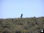 Paradise Pronghorn. Photo by Pinedale Online.