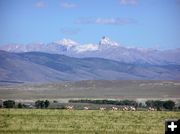 Temple antelope. Photo by Pinedale Online.