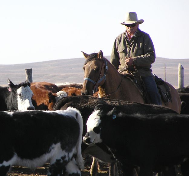 Richard Hulen spies out brands. Photo by Pinedale Online.