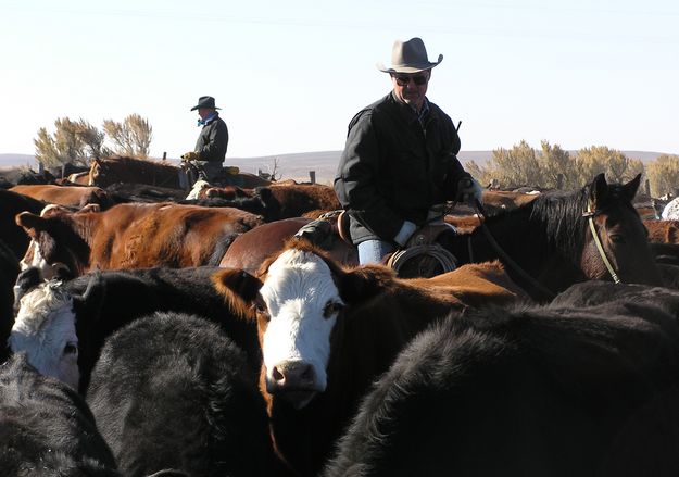 Charles surveys the sea of cattle. Photo by Pinedale Online.