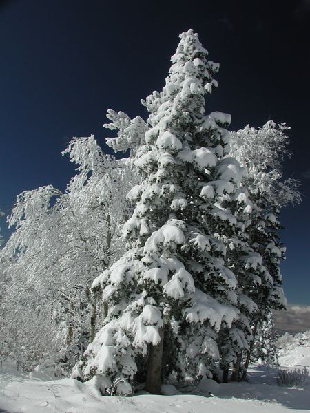 Heavy Snow. Photo by Pinedale Online.