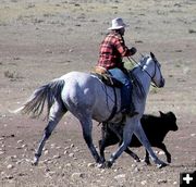 Mike Beard chases down a calf. Photo by Pinedale Online.