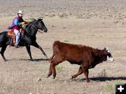 Nicole Murdock chases an unruly yearling. Photo by Pinedale Online.