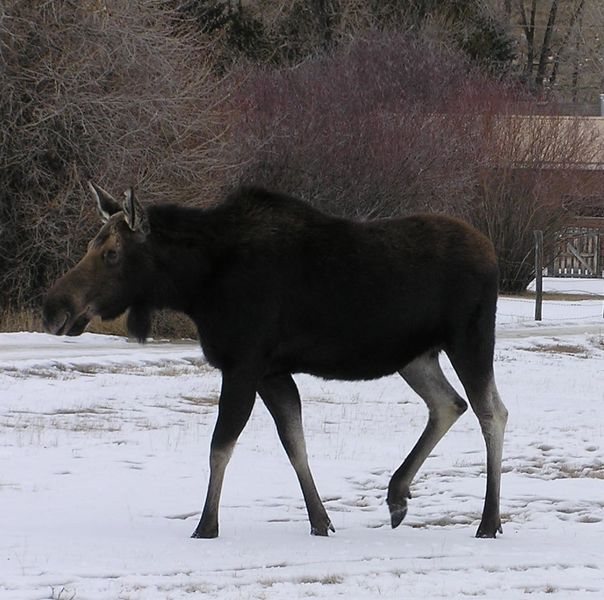 Mama Moose. Photo by Dawn Ballou.