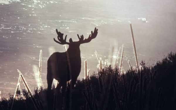 Winter Moose. Photo by National Park Service.