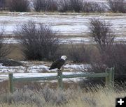 Bald Eagle. Photo by Dawn Ballou.