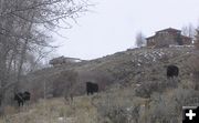 Orcutt Hill Moose. Photo by Dawn Ballou.