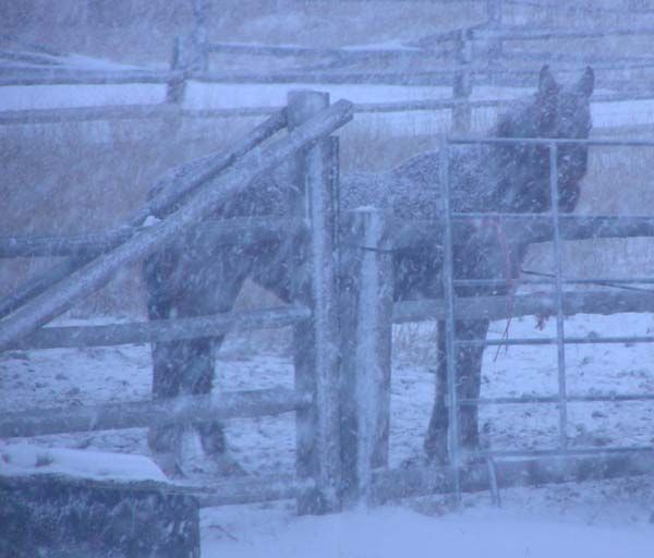 Snow Horse. Photo by Pinedale Online.