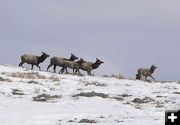 Fremont Ridge Elk. Photo by Dawn Ballou, Pinedale Online.