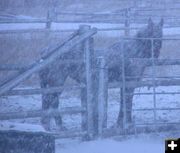 Snow Horse. Photo by Pinedale Online.