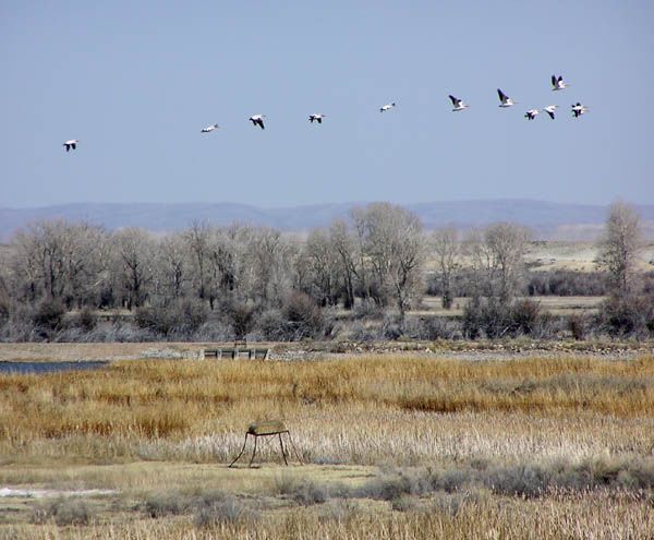 Flock of Pelicans. Photo by Pinedale Online.