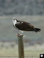 Osprey. Photo by Arnold Brokling.