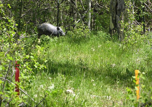 Boar target. Photo by Pinedale Online.