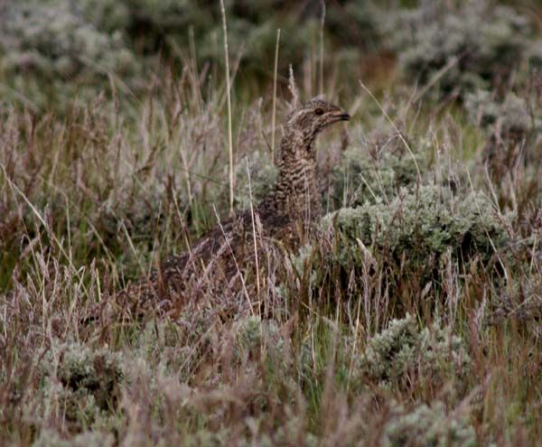 Sage Grouse. Photo by Pinedale Online.