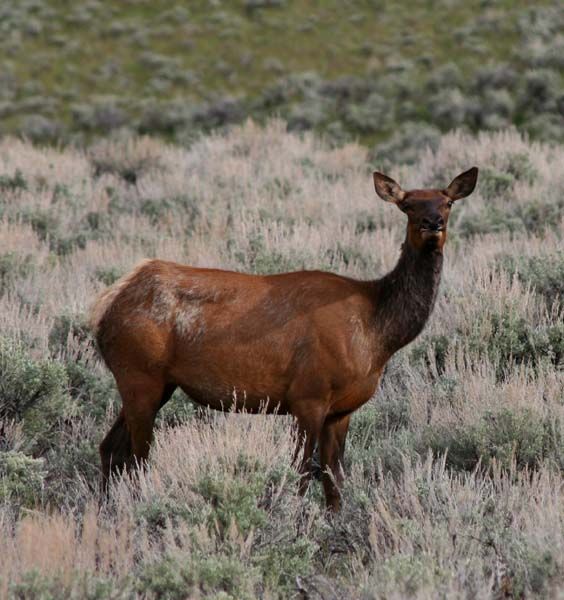 Cow elk. Photo by Pinedale Online.